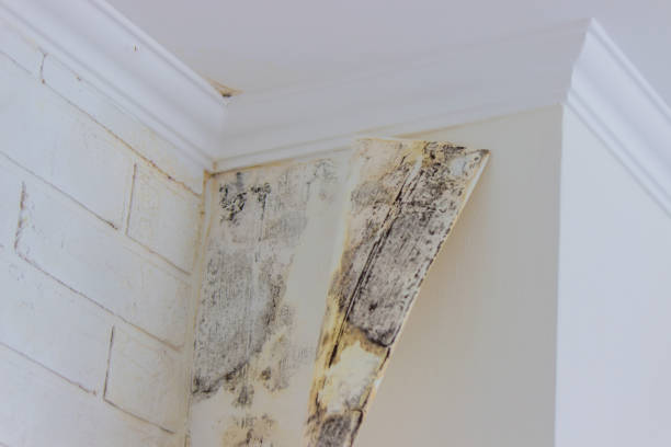 Best Commercial Mold Inspection  in Hermiston, OR